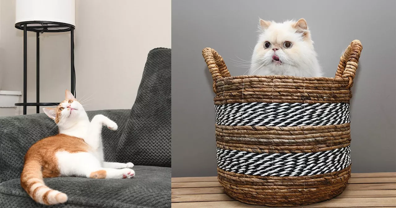 Photographer’s Adorable Series Shines a Light on Rescue Cats