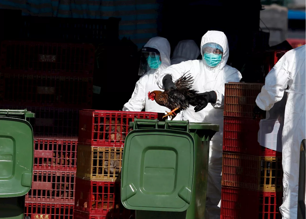 Grippe Aviaire : Un Cas Détecté dans l'Eure