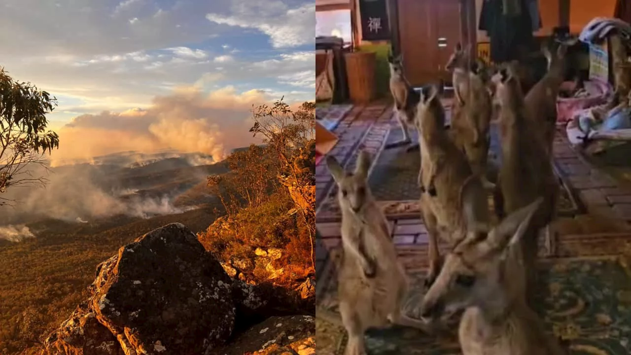 Kangaroos Seek Refuge in Home Amid Grampians Bushfires