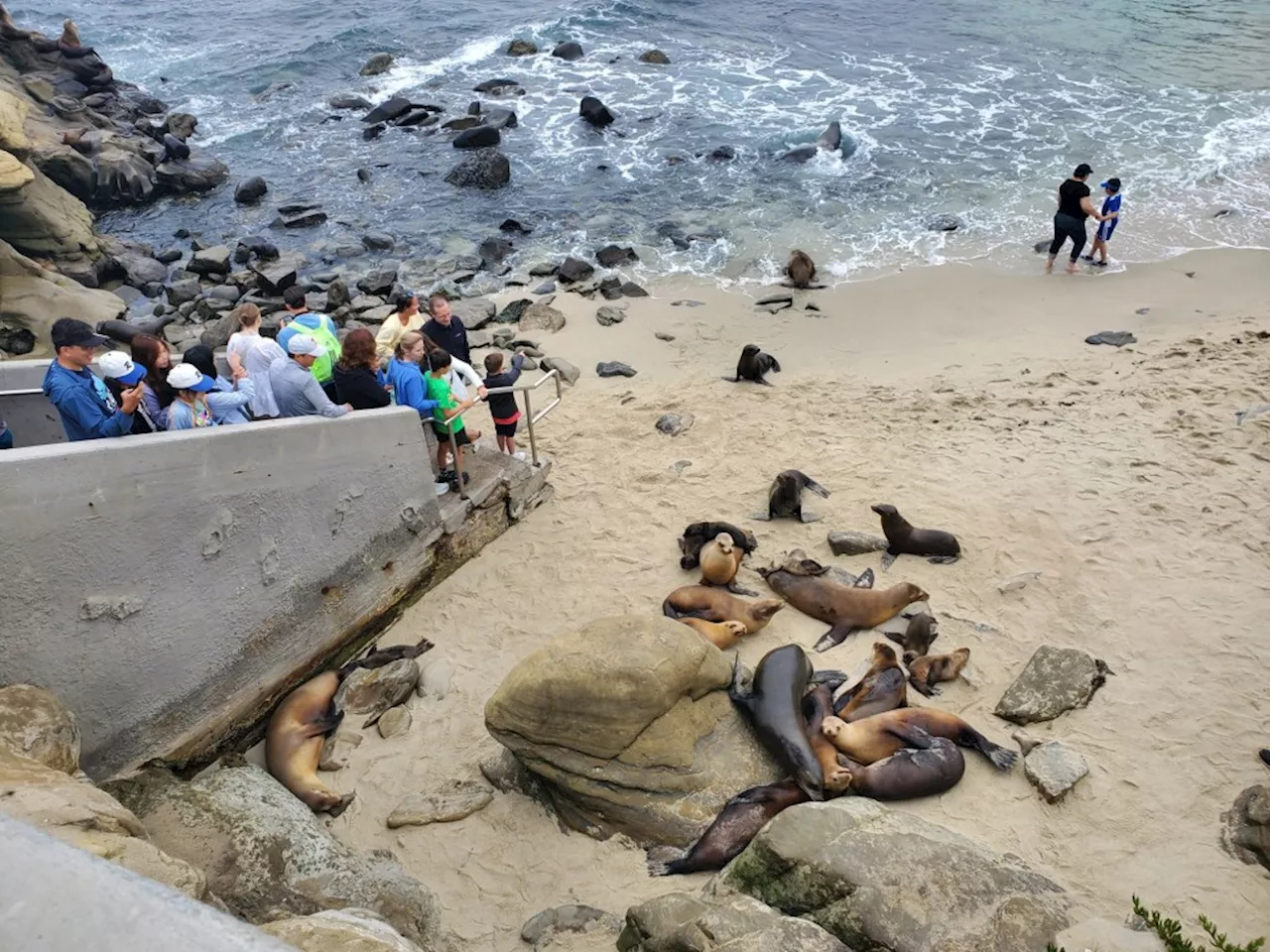 Outsider Criticized for La Jolla Seal Colony Management Advice