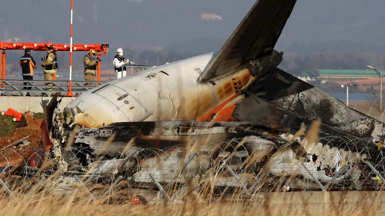 Bird Strike Suspected in Fatal South Korea Plane Crash