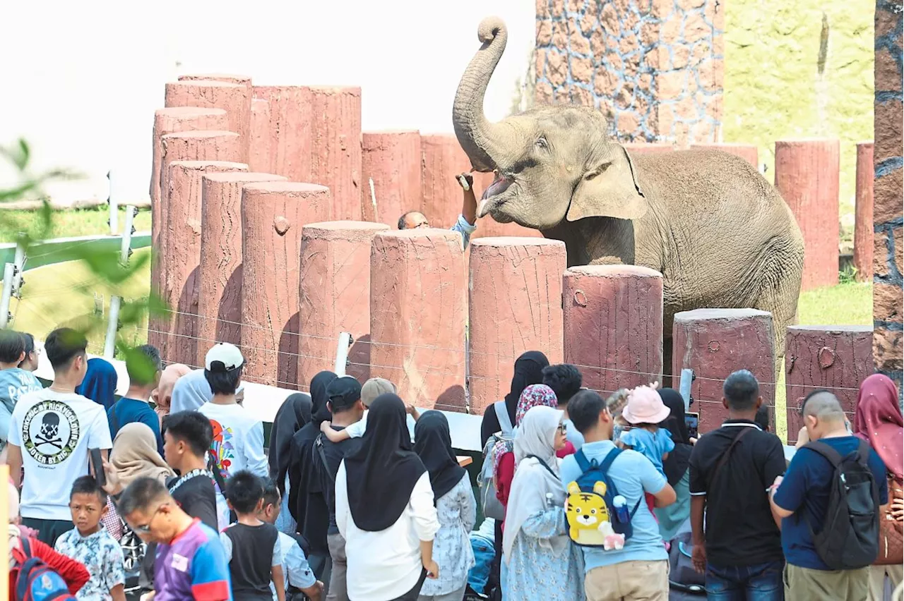 Sabah to Launch Elephant Food Corridor and Bolster Tourism in 2024