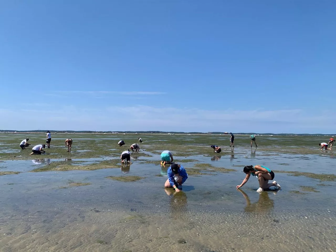 Bassin d'Arcachon : Résultats Mitigés pour la Restauration des Herbiers de Zostères