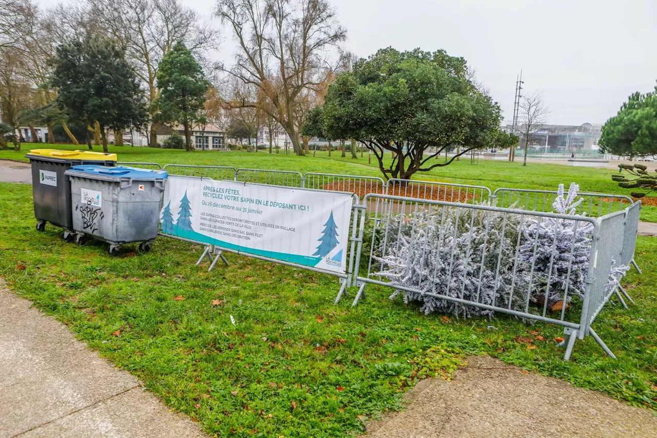 Collecte des Sapins de Noël à La Rochelle