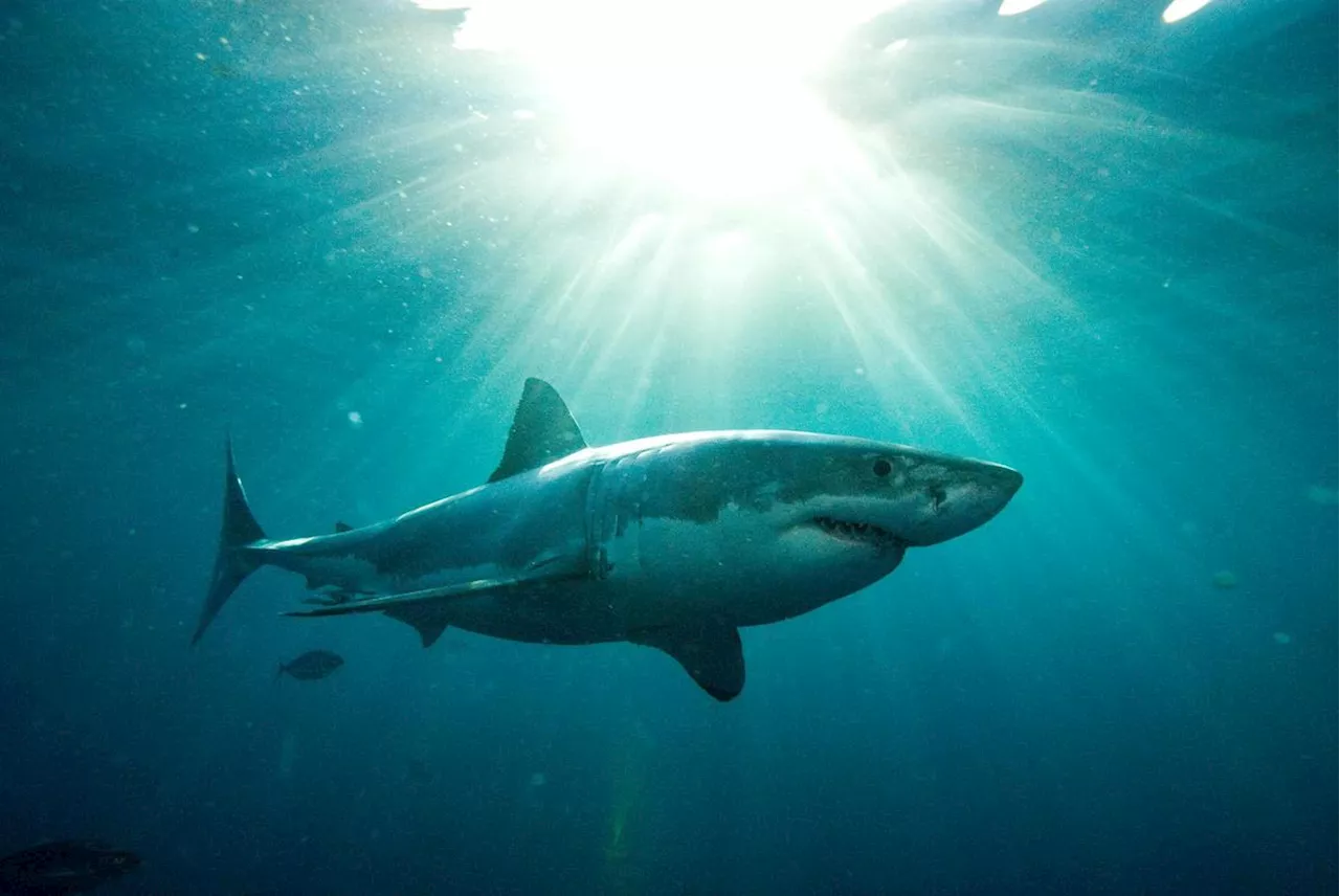 Deux Italiens Tués et Blessés par un Requin à Marsa Alam