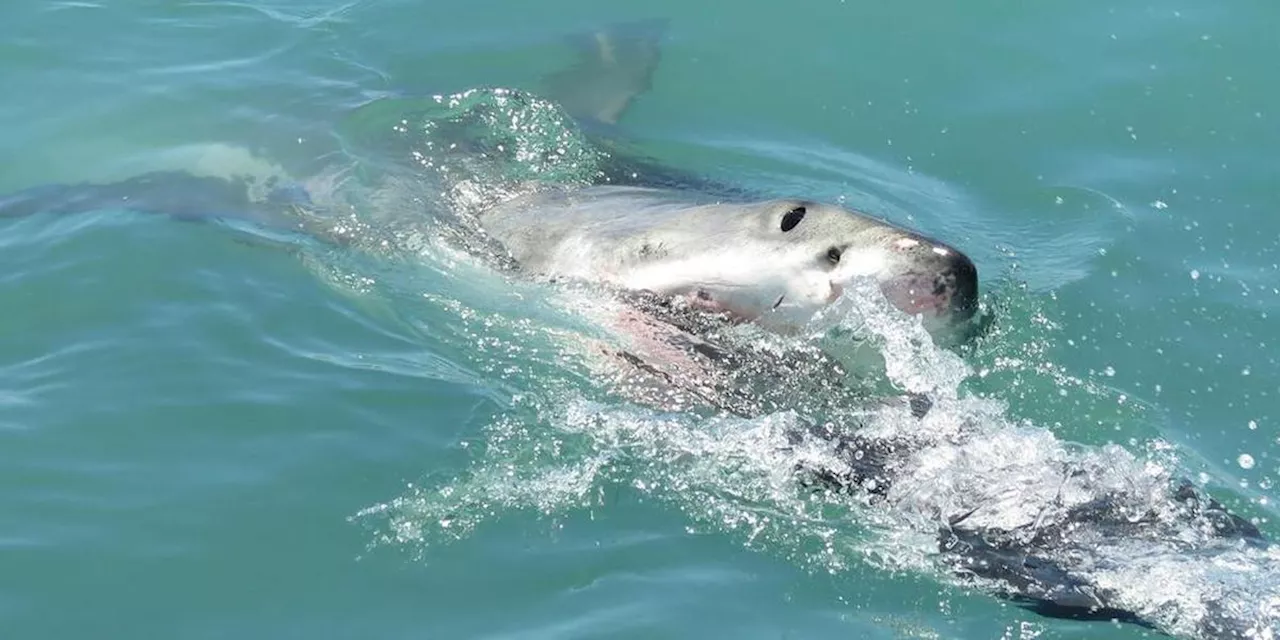 Un Australien tué par un requin lors d'une pêche en famille