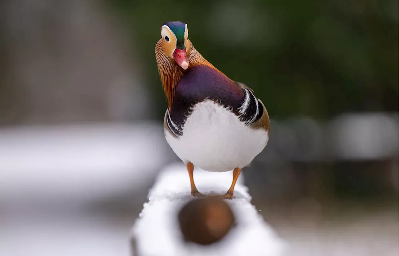 Vogelgrippe-Ausbruch im Zoo Augsburg