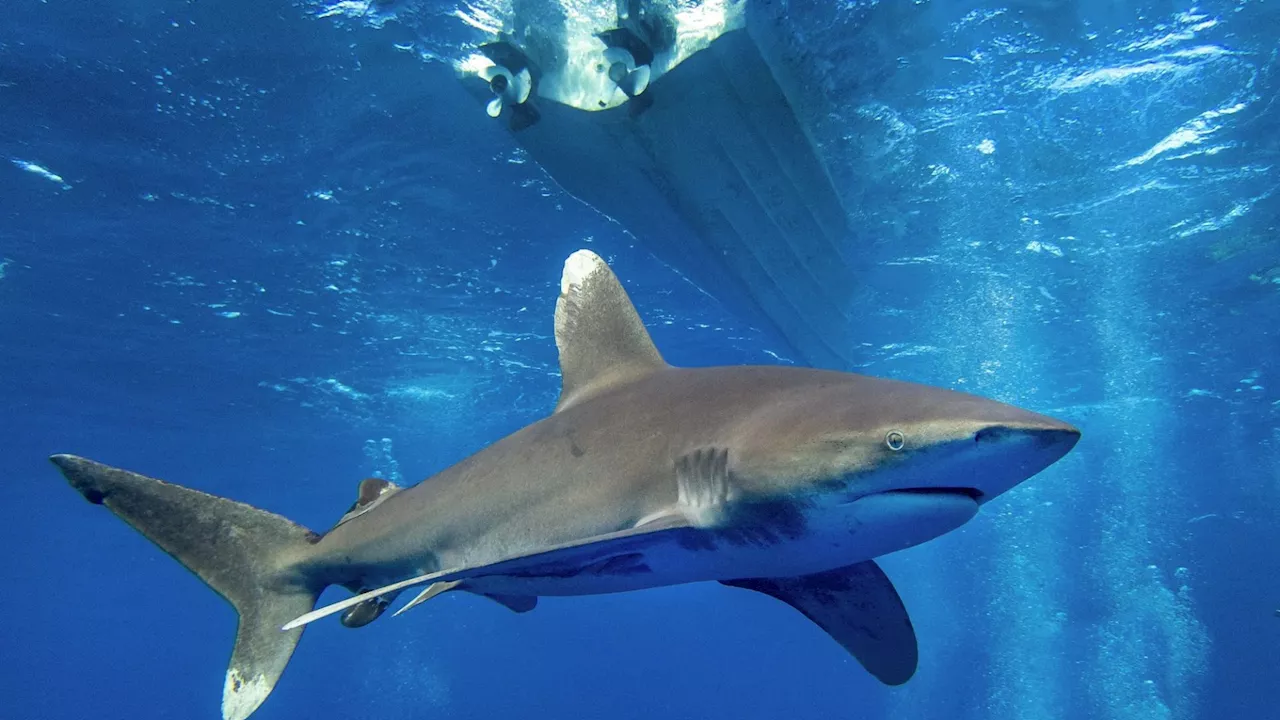 Tourist Killed in Shark Attack off Egyptian Coast