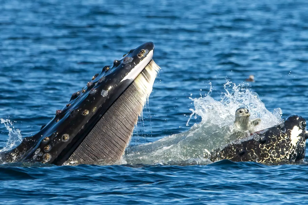 Humpback Whale Accidentally Catches Seal in Mouth off Victoria