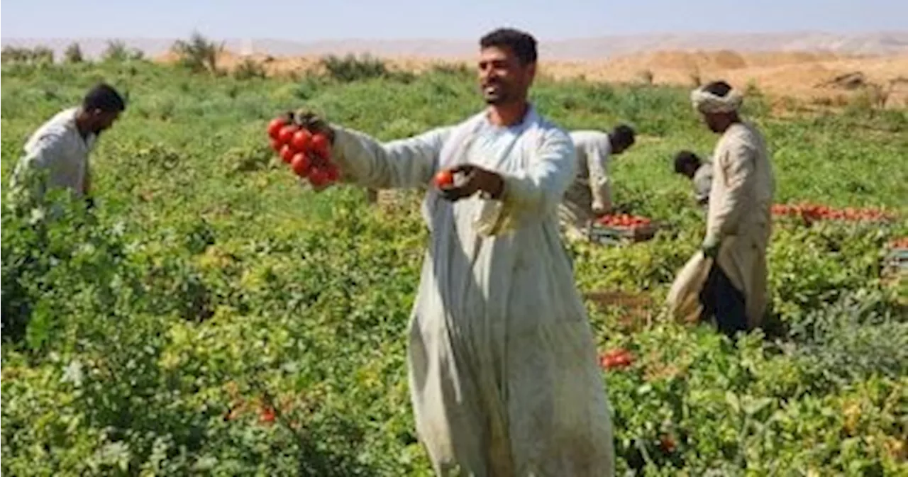 لجنة مبيدات الآفات الزراعية: مكافحة دودة ورق القطن على محصول الطماطم