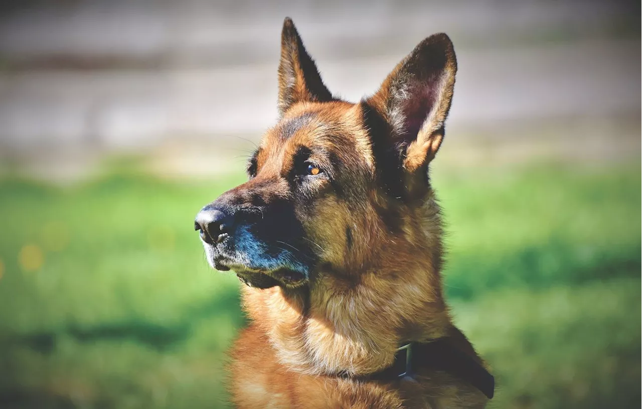 Un chien policier à la retraite sauve un homme dans le Sussex