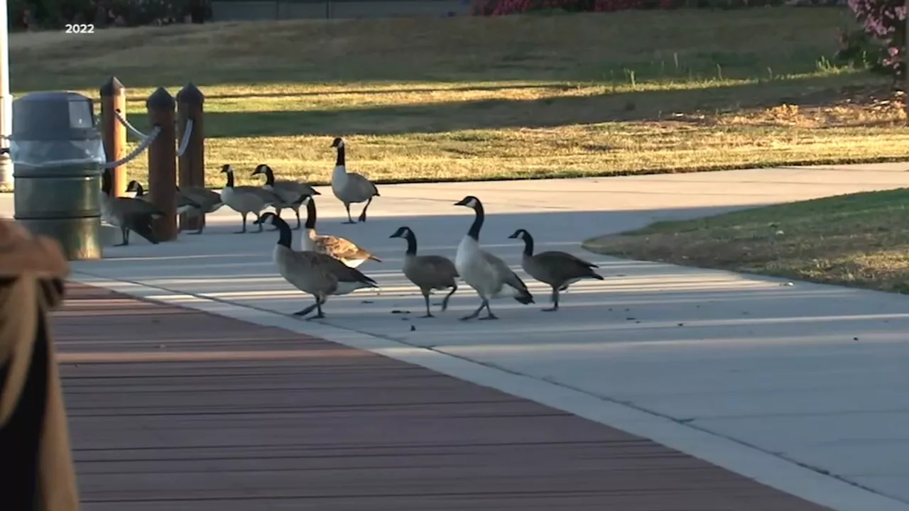 Foster City Council Approves Non-Lethal Goose Management Plan