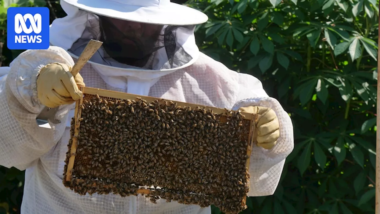 Mount Isa beekeeper looks at expanding business to improve NDIS employment