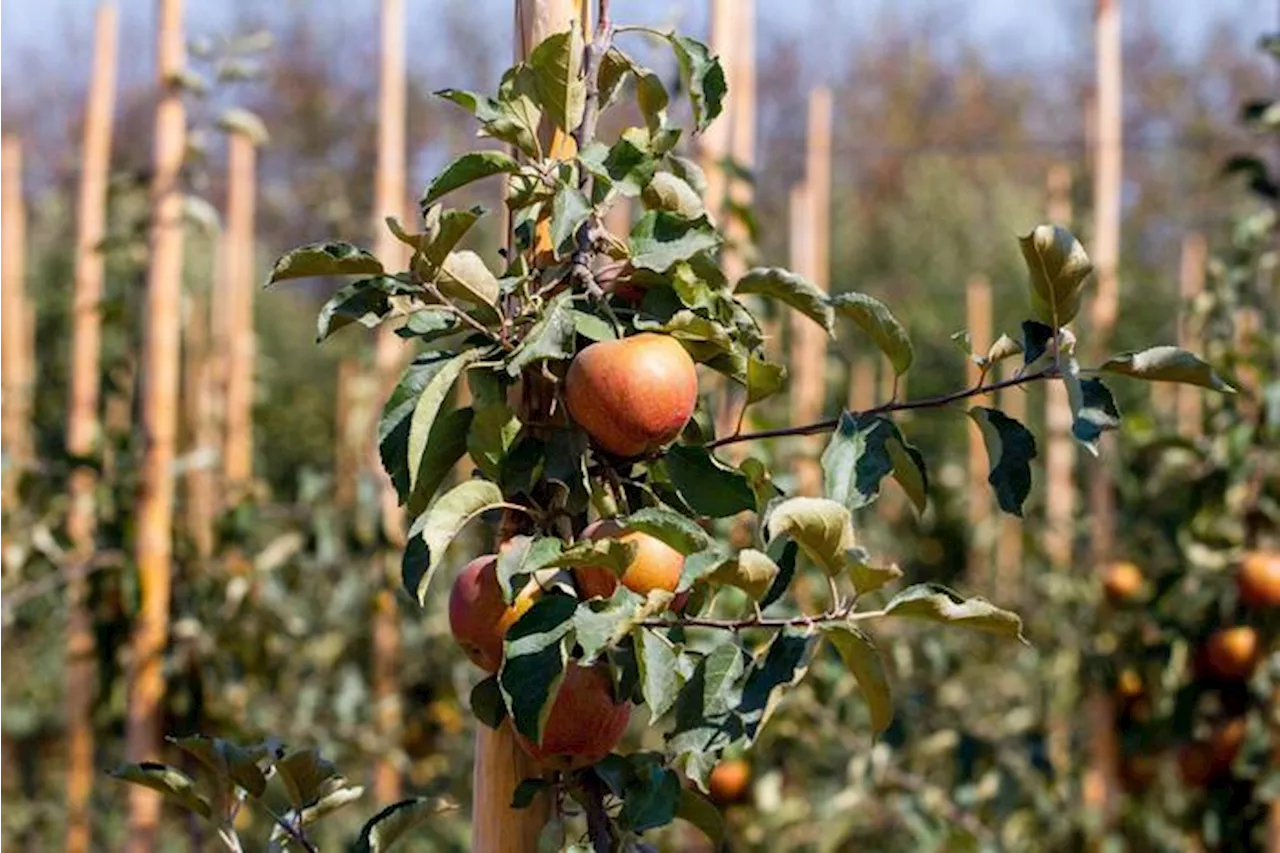 Legambiente, troppi pesticidi negli alimenti, servono norme