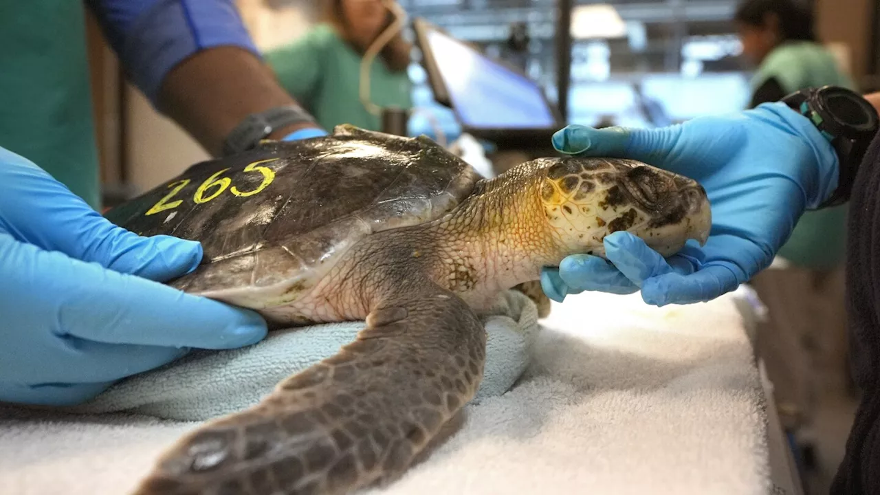 Global warming fills New England's rich waters with death traps for endangered sea turtles