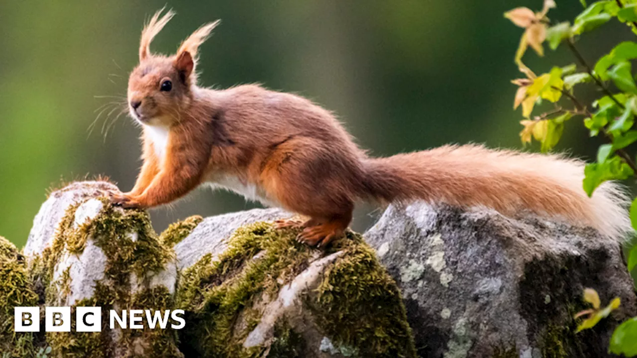 Red squirrels outnumbered by greys in Northumberland and Cumbria