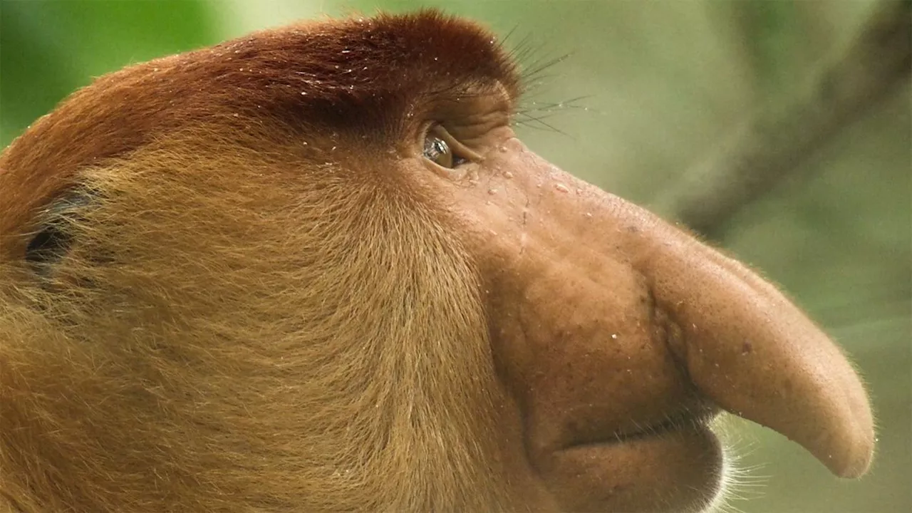 Fascinating Proboscis Monkeys Filmed in Borneo