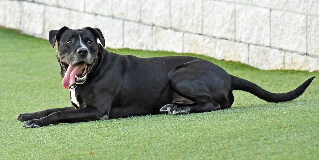 Dog still waiting for his forever home after over 430 days at Cleveland APL