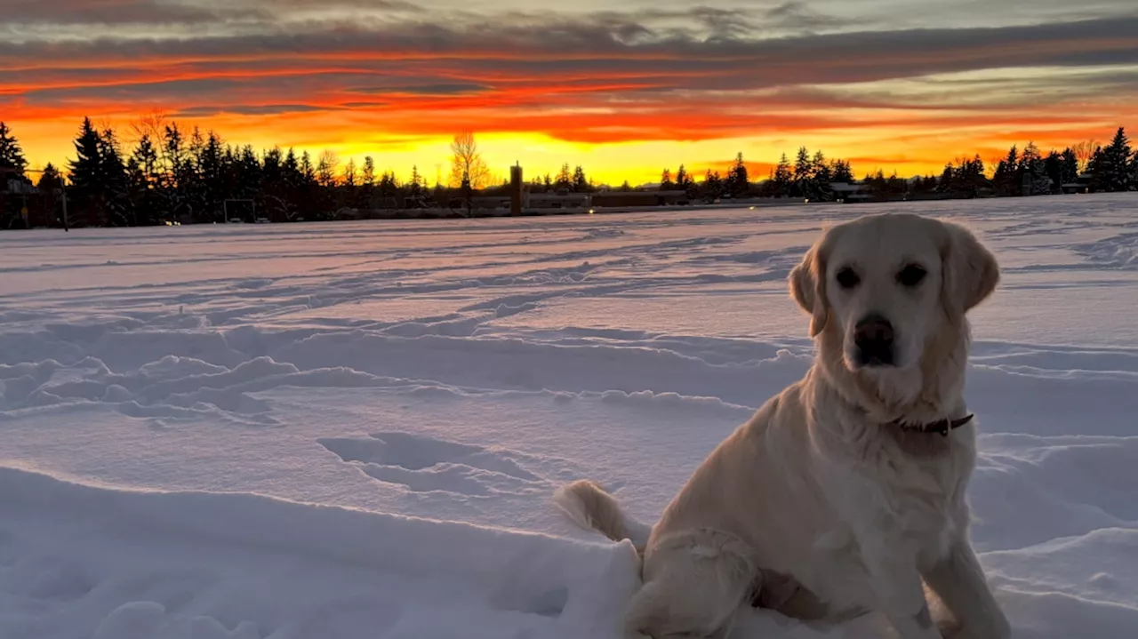 Calgary seeing a mild start to December as temperatures rise above zero