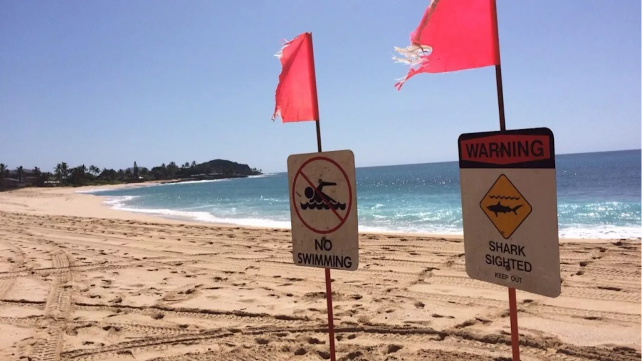 Warning signs posted after 'aggressive' 12-foot shark spotted in Hawaii