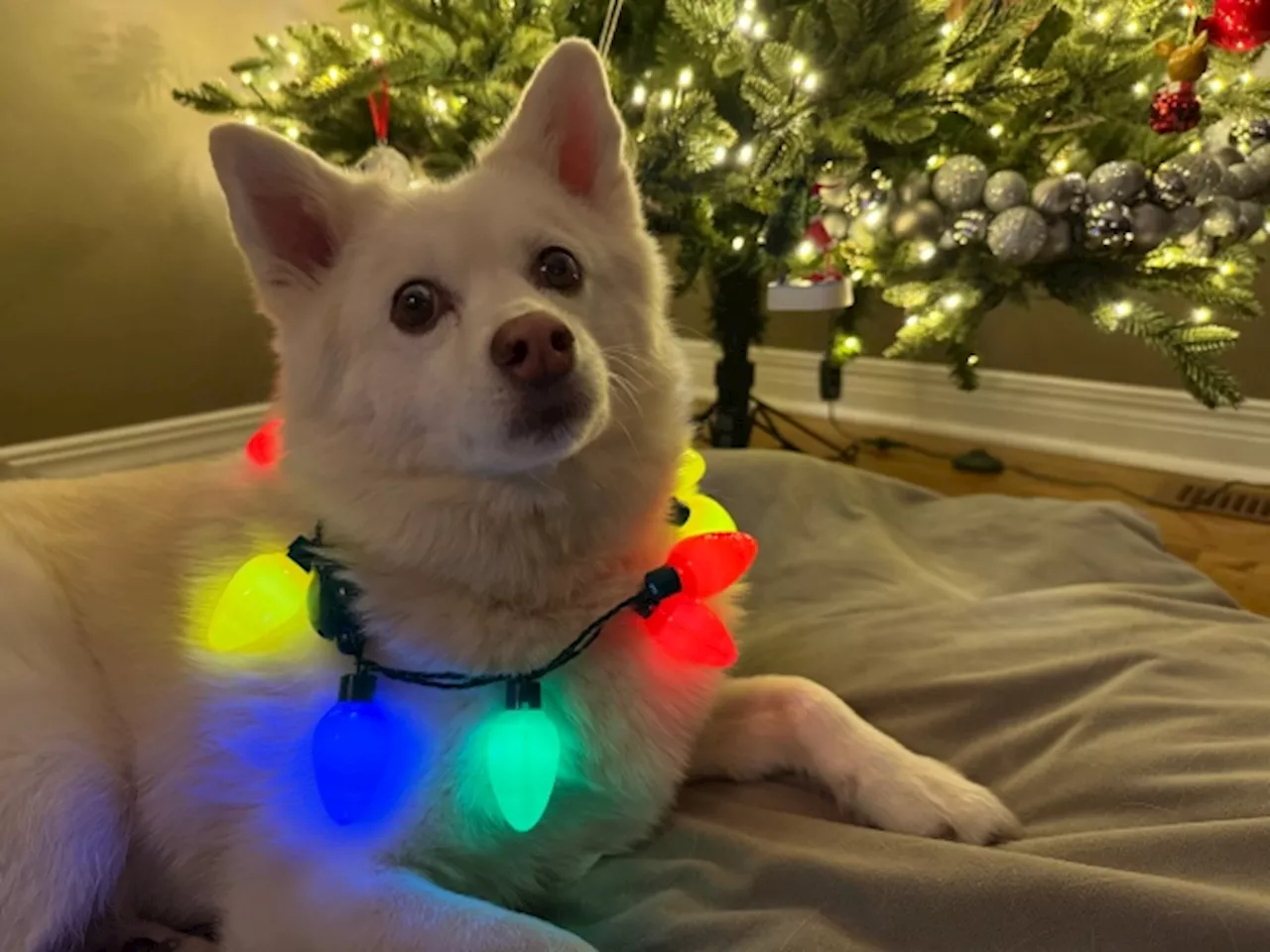 Happy Paw-lidays! These pets are getting festive