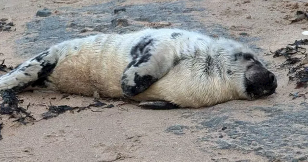 Seal pup rescued from Scots beach after being found 'severely malnourished'