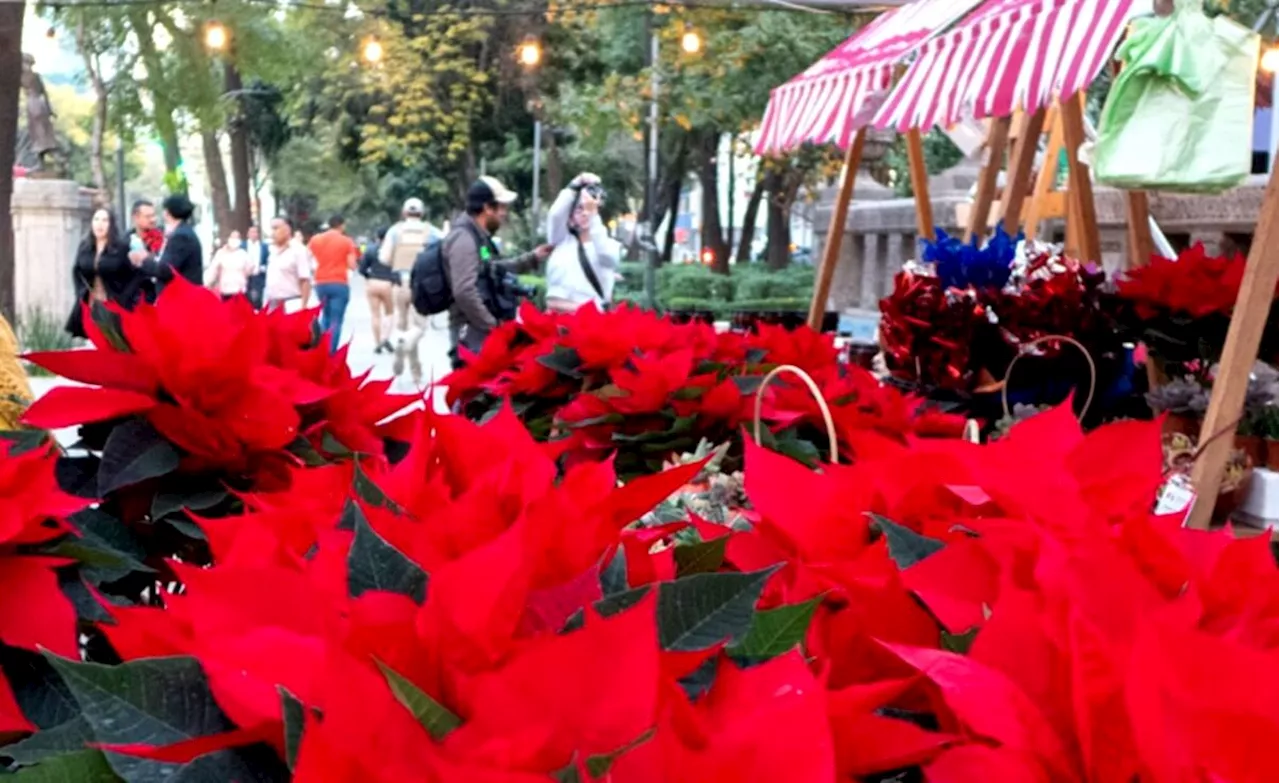 FOTOS: Ofertan floricultores de la CDMX Nochebuenas en Paseo de la Reforma