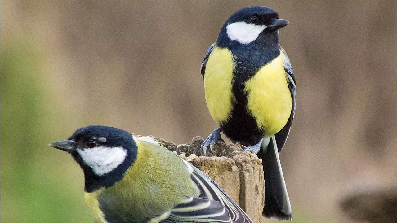 Wild Birds’ Health And Survival Is Affected By Gut Microbiome