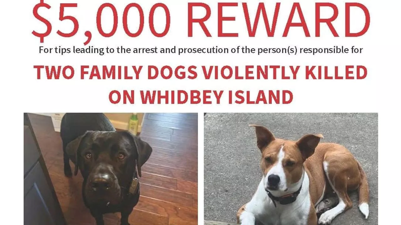 Family Dogs Killed and Dumped on Whidbey Island; $5,000 Reward for Tips