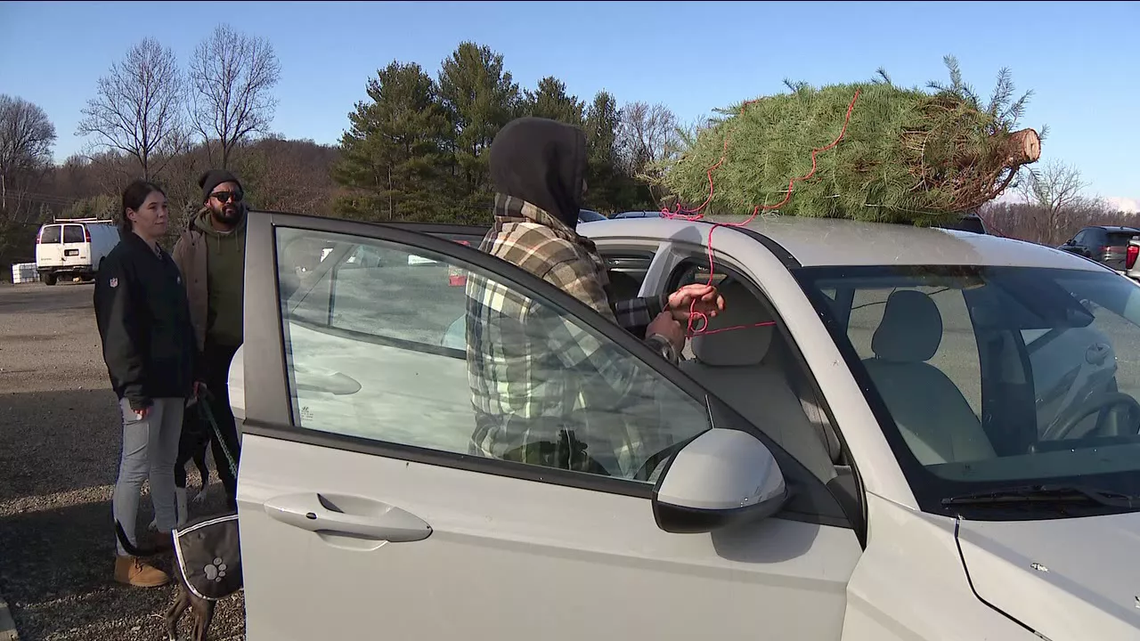 Holiday season in full swing as families bring home their real Christmas trees