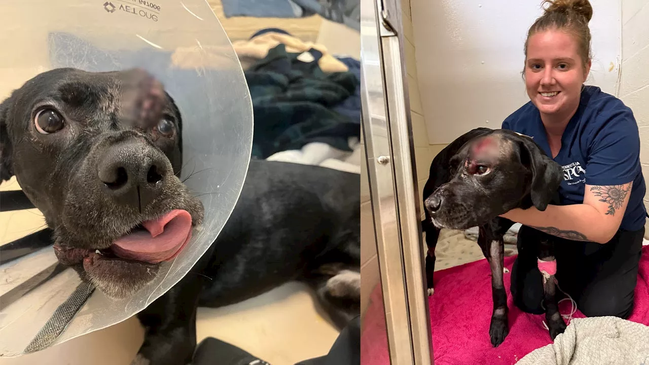 Philadelphiada's Maverick Survives Head-Shot, Now in Animal Care