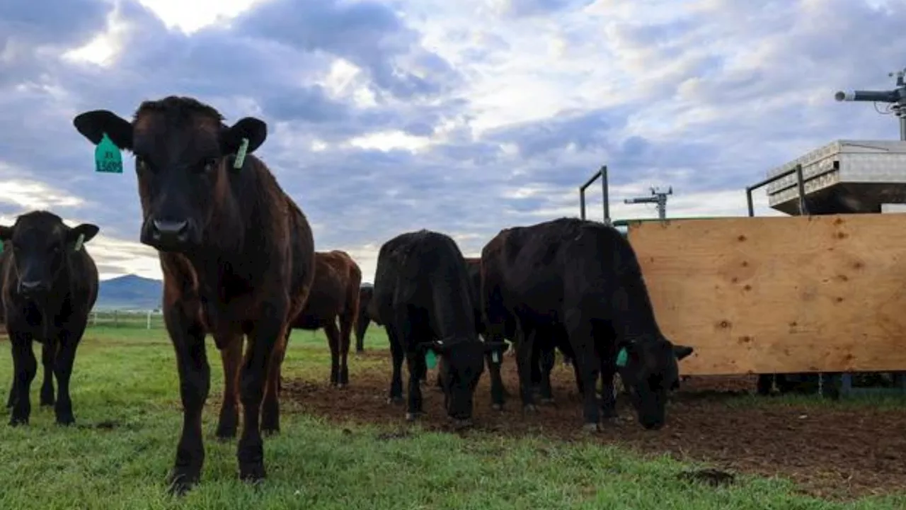 Eco-friendly moos: Feeding cattle seaweed cuts methane emissions by almost 40%