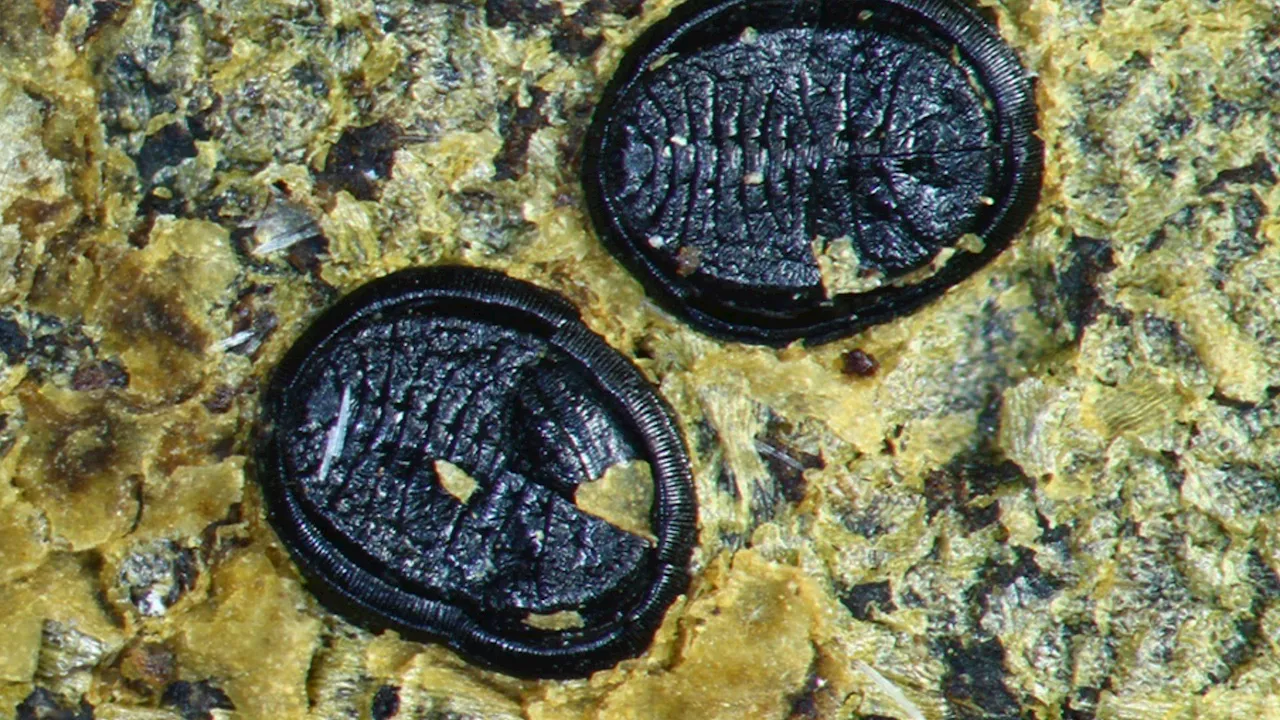 ‘Extremely rare’: Tiny 1.25 mm ancient insect fossil discovered in New Zealand