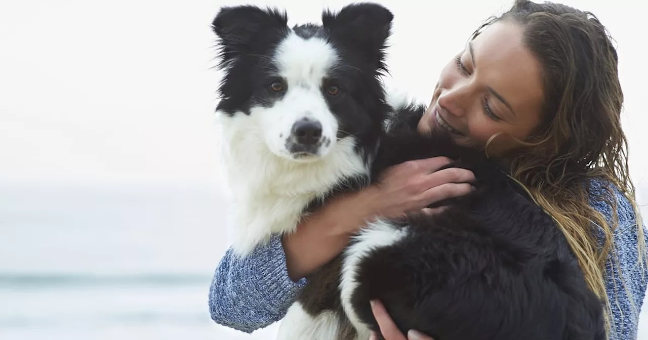 Dogs mirror human stress levels, Queen’s University study finds