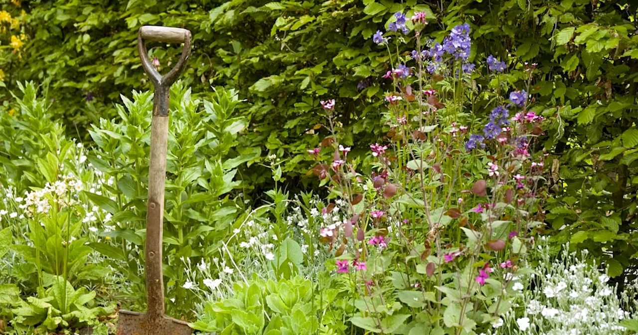 Man spared jail after knocking neighbour off ladder while trimming hedge between gardens