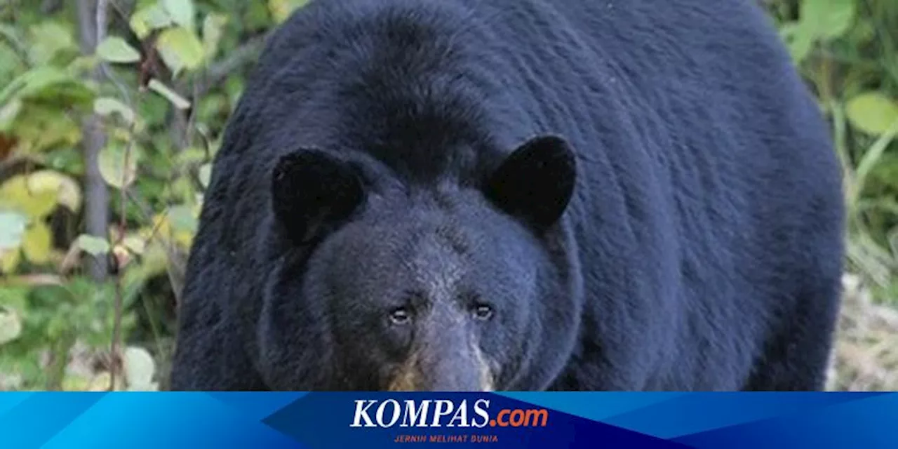 Diburu 2 Hari, Beruang yang Acak-acak Supermarket Ditangkap dan Dibunuh