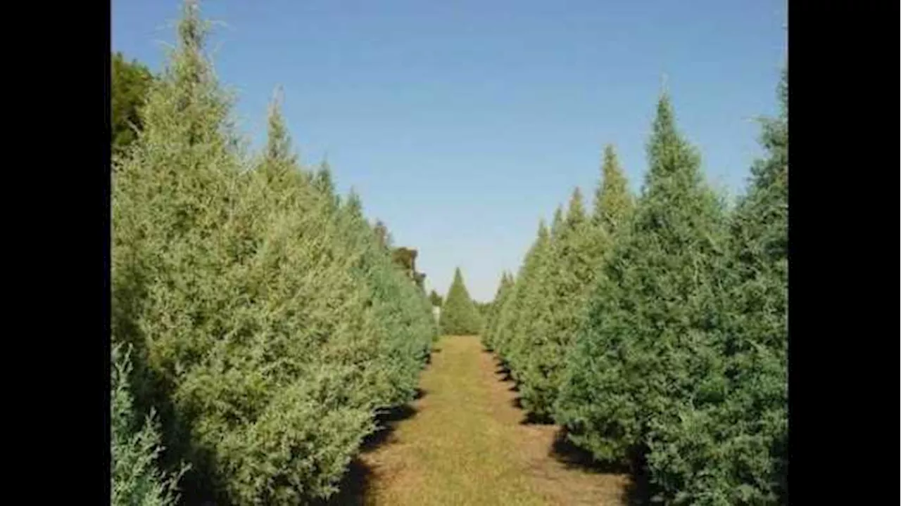 Best places near Houston to cut your own Christmas tree 🎄