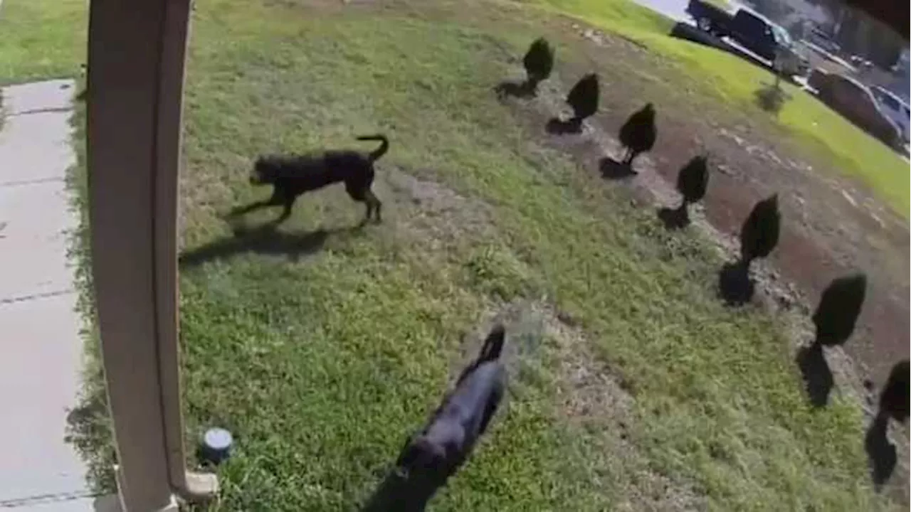 VIDEO: KPRC 2 witnesses vicious dog attacks during report in Liberty County