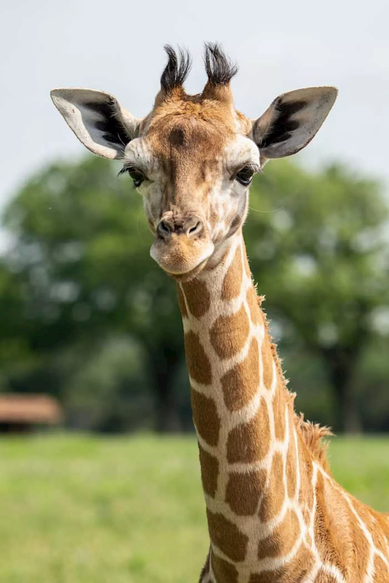 Nueva jirafa hembra ‘Waffles’ destaca esfuerzos de conservación en el zoológico de San Antonio