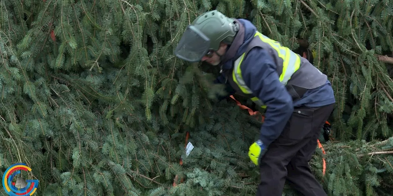 U.S. Capitol Christmas Tree from Alaska to be Lit