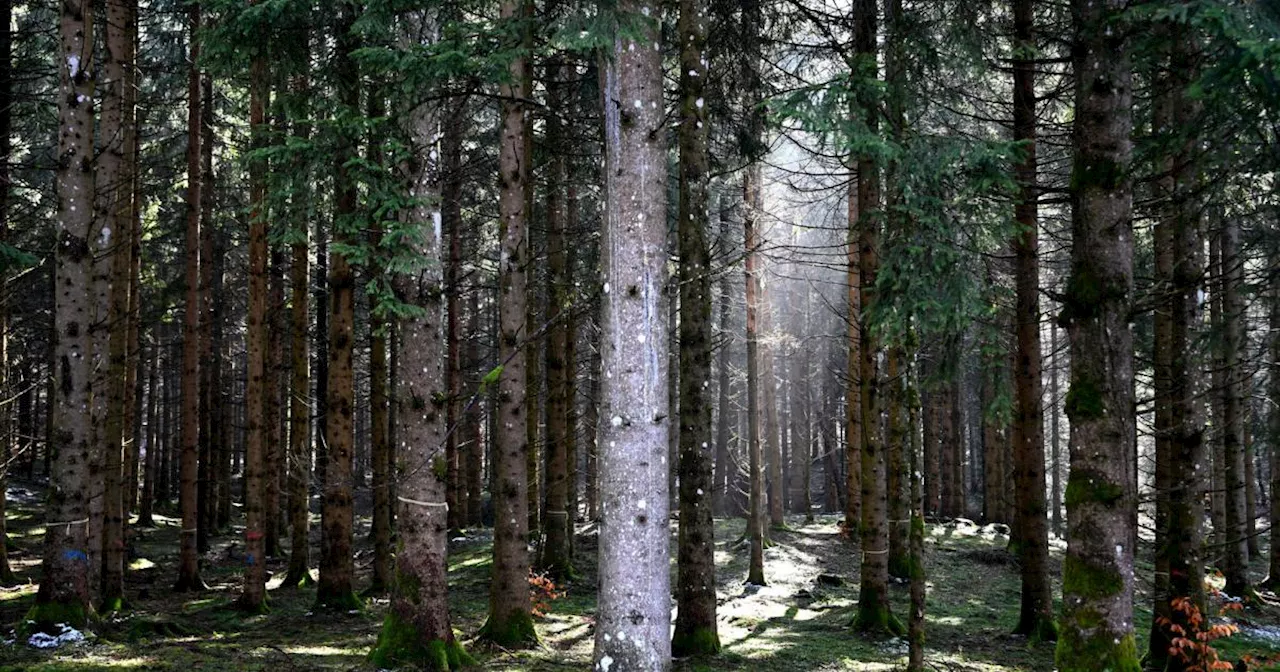 Einigung: EU-Waldschutzgesetz wird um ein Jahr verschoben