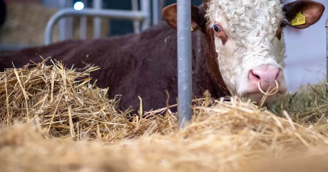 Erst Schweine, jetzt Rinder: Burgenland geht wegen Vollspaltenböden zum VfGH