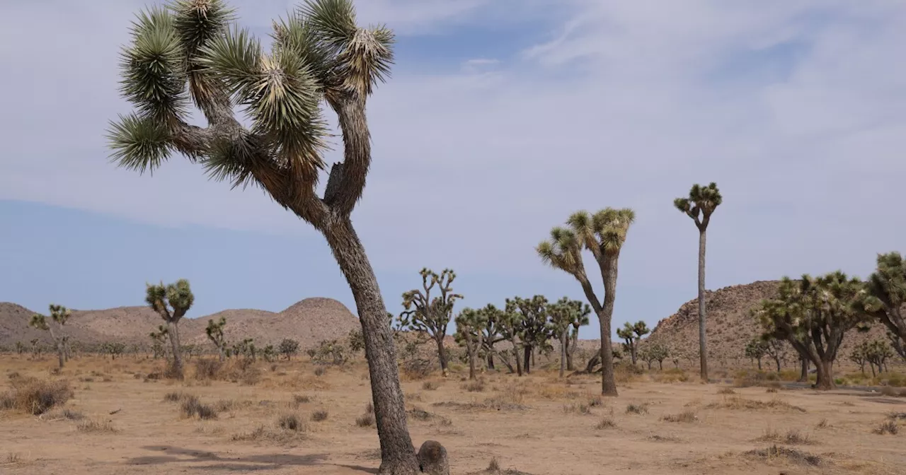 California has a plan to save Joshua trees