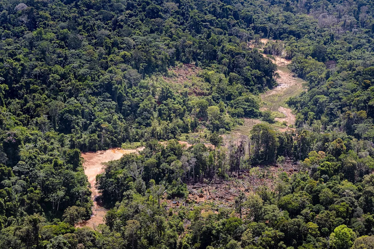 Quarante-deux sites d'orpaillage illégal démantelés dans le sud-est de la Guyane