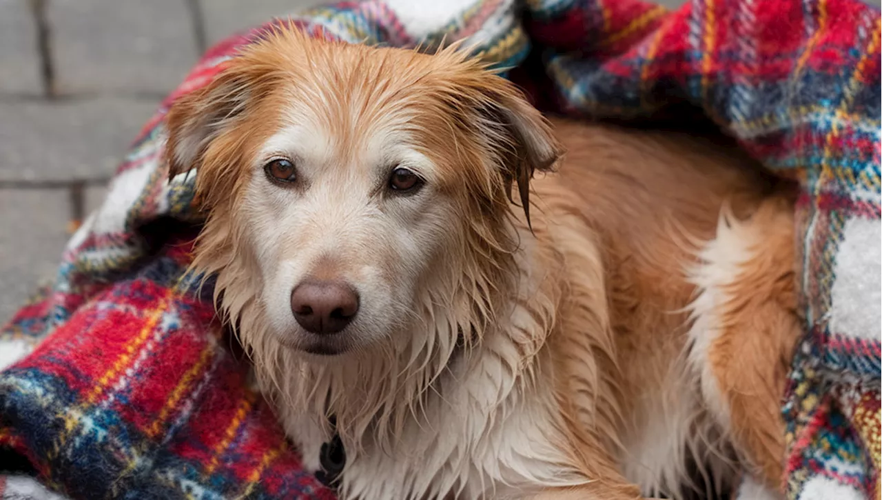 Un Cuore Frantumato: La Storia di Giulia e del Cane Abbandonato