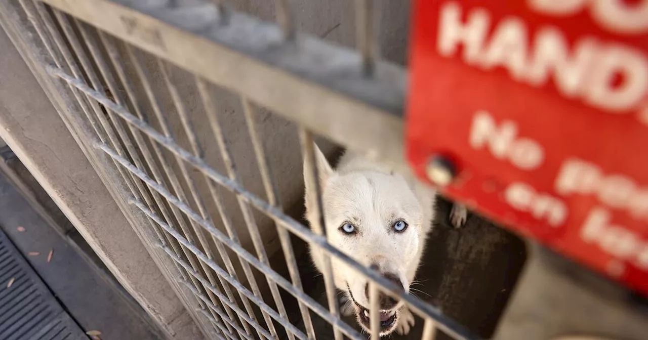 Head of troubled L.A. Animal Services steps down amid high euthanasia rates, overcrowding