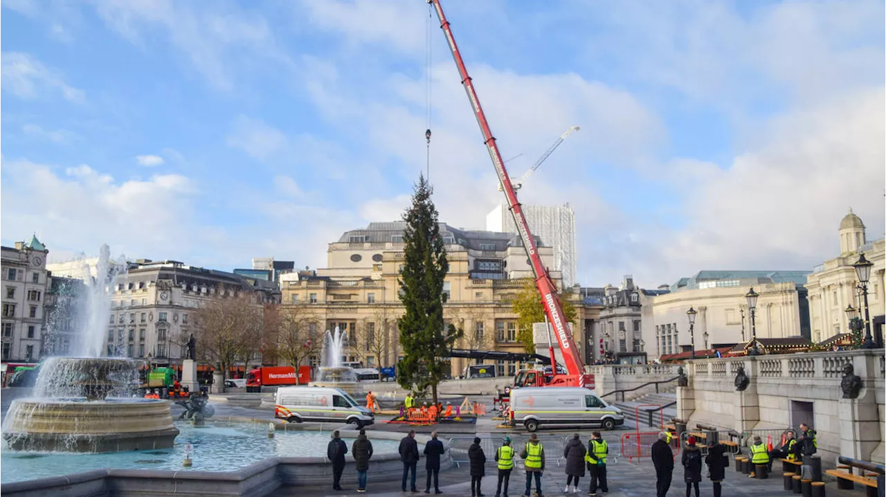 Londoners mercilessly mock Trafalgar Square Christmas tree as 'half dead'