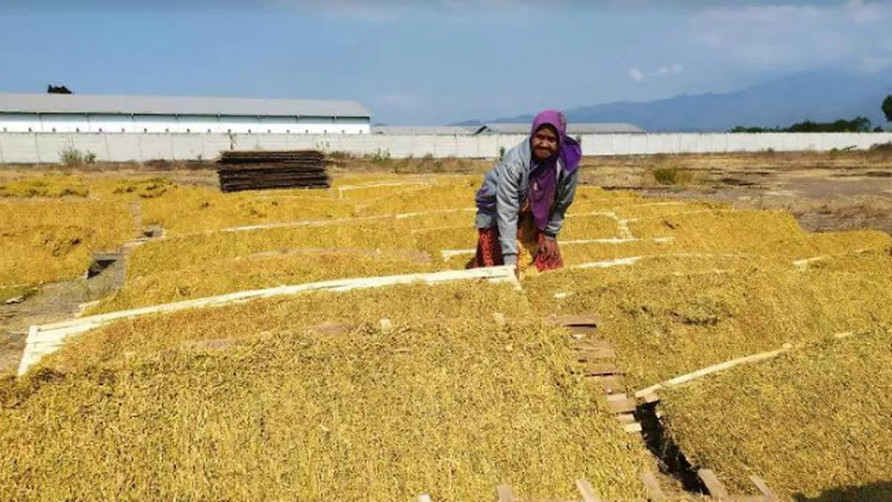 Pengesahan Aturan Baru Tembakau Bakal Ditunda? Ini Kata Buruh