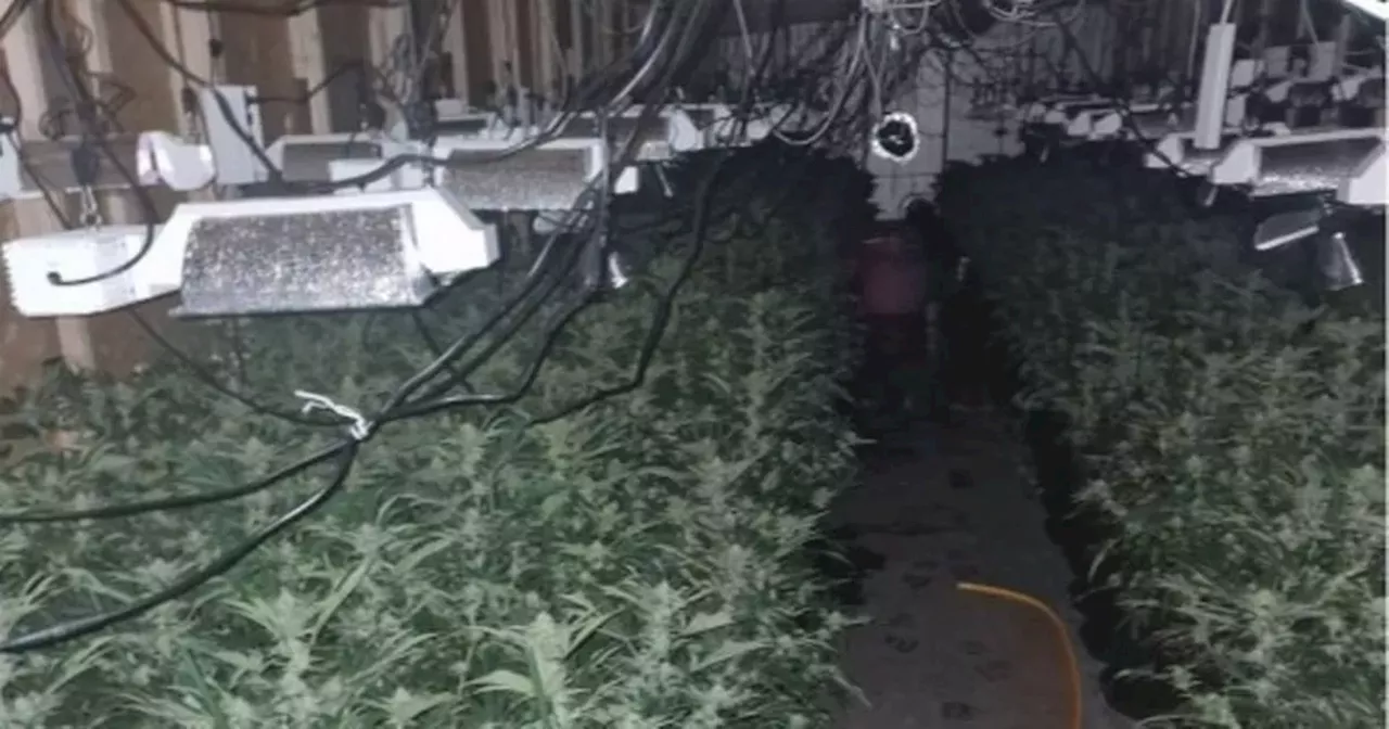 Huge £4 million cannabis farm uncovered in Blackpool industrial unit