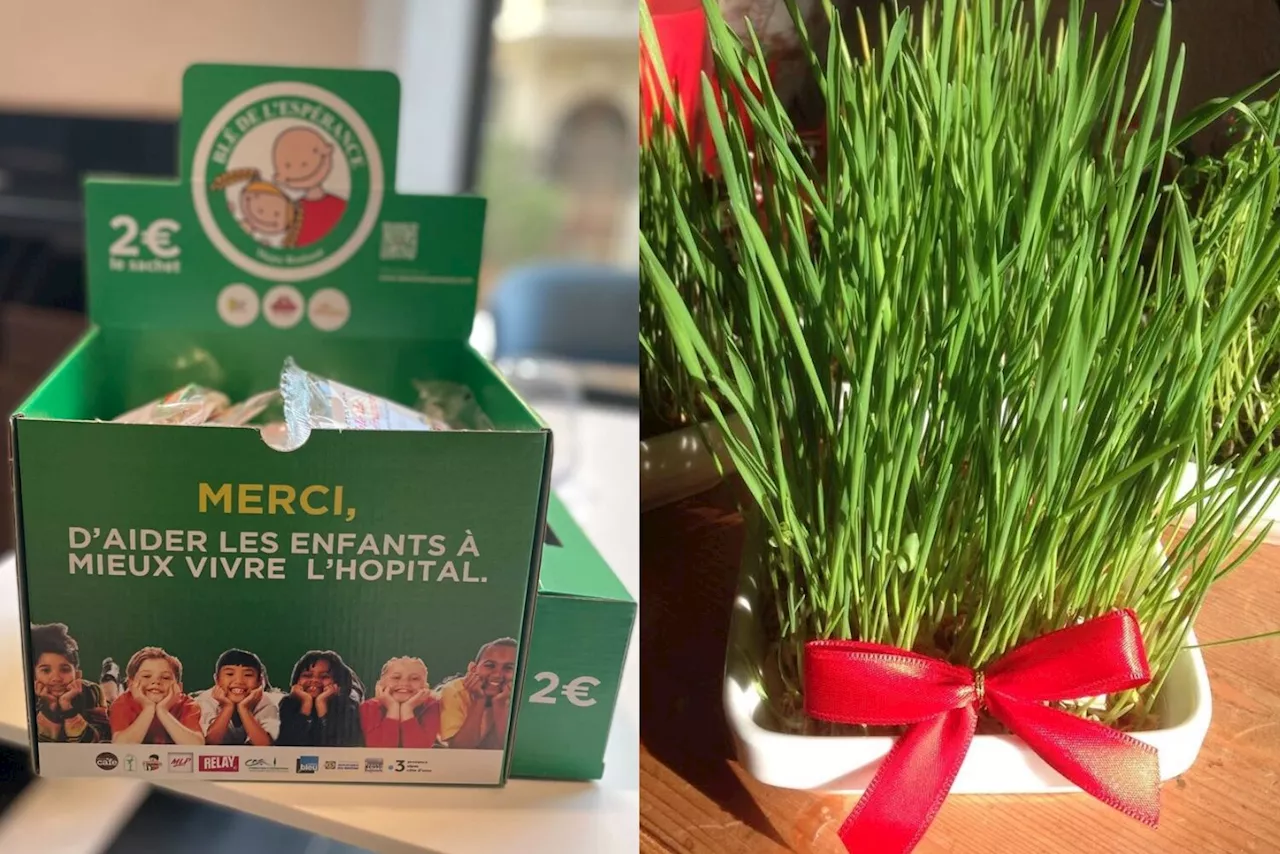 Planter le Blé de l’Espérance à la Sainte-Barbe, un espoir pour les enfants malades